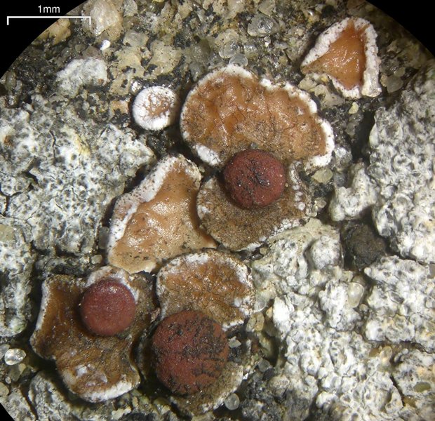 Psora pseudorussellii