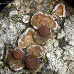 Psora pseudorussellii