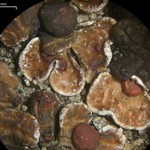 Psora pseudorussellii