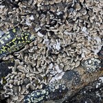 Psora rubiformis