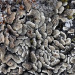 Psora rubiformis