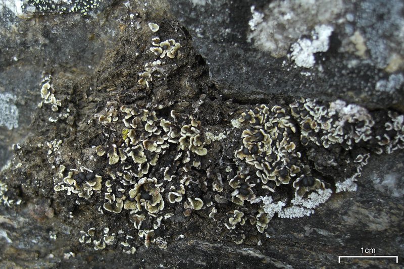 Psora rubiformis