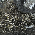Psora rubiformis