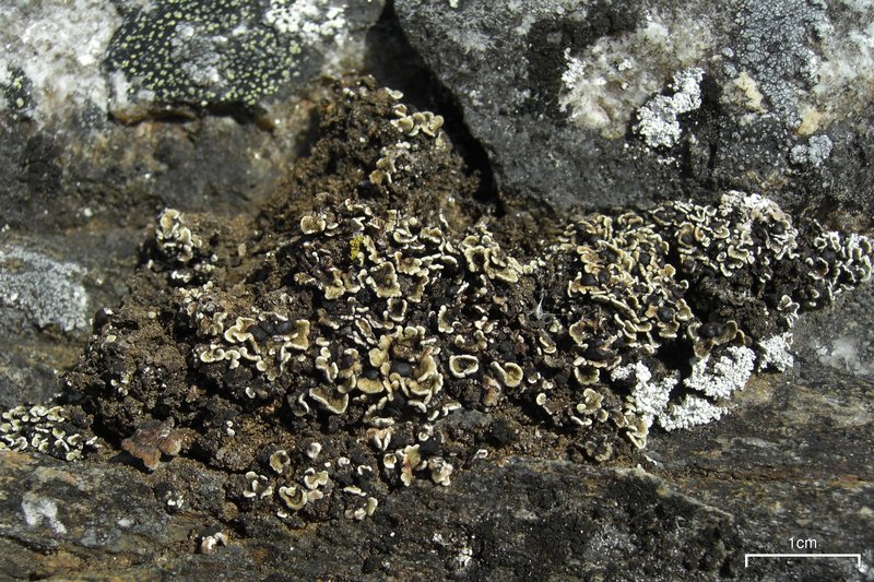 Psora rubiformis