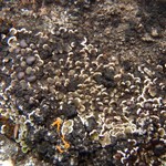 Psora rubiformis