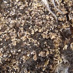 Psora rubiformis
