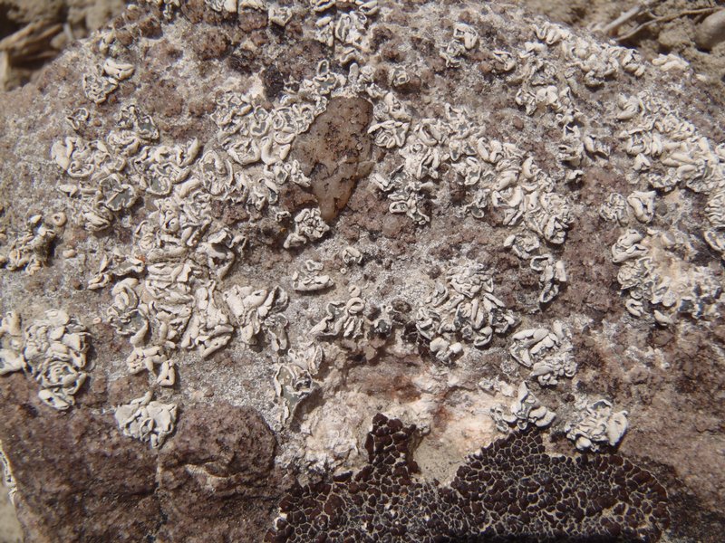 Psora tenuifolia