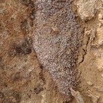 Psora tenuifolia