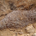 Psora tenuifolia