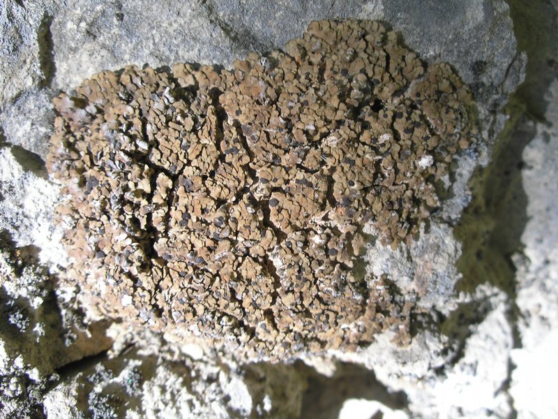 Psora tuckermanii