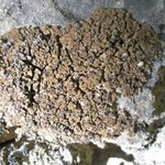 Psora tuckermanii