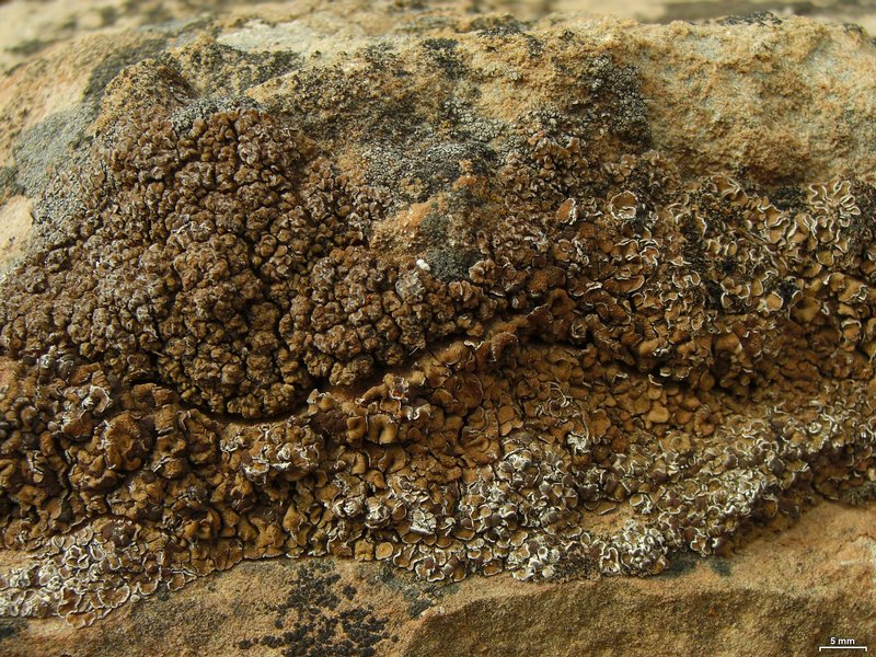 Psora tuckermanii