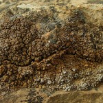 Psora tuckermanii