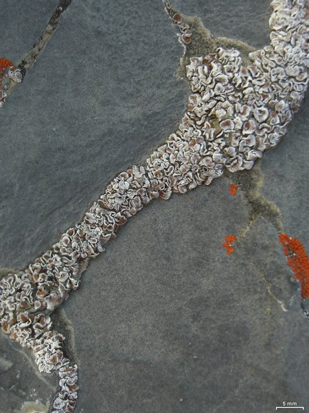 Psora tuckermanii