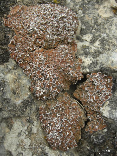 Psora tuckermanii