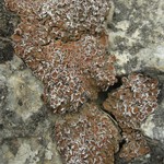 Psora tuckermanii