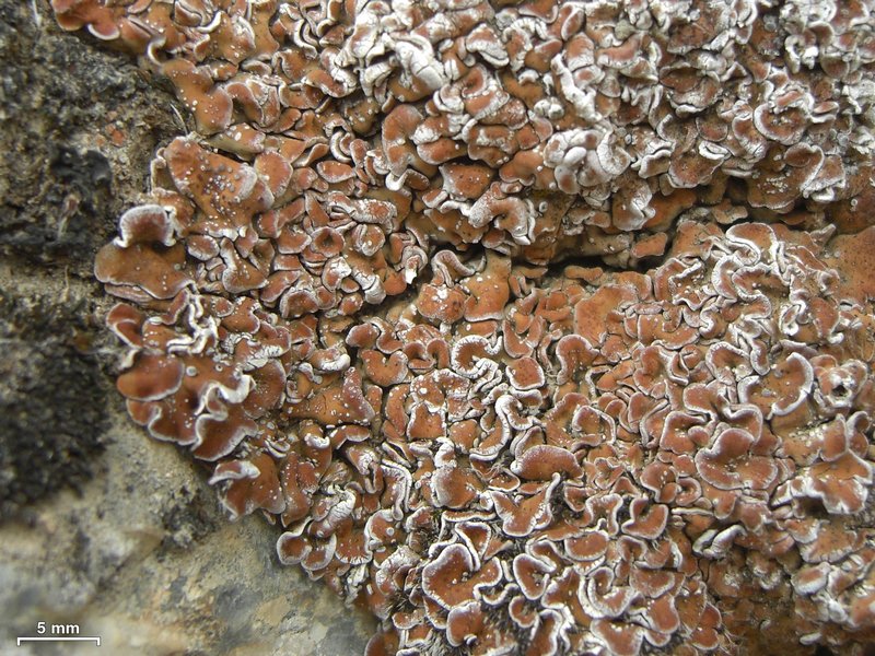 Psora tuckermanii