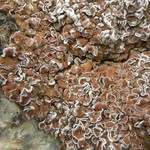 Psora tuckermanii