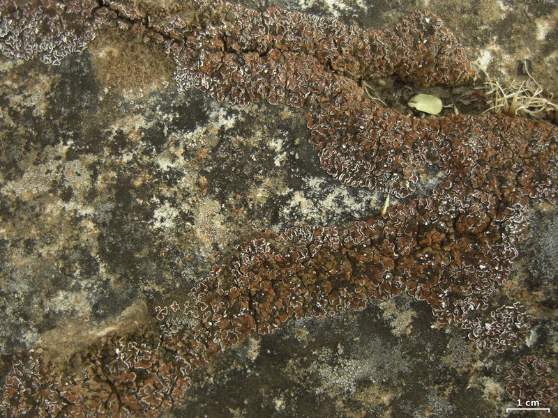 Psora tuckermanii