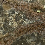 Psora tuckermanii
