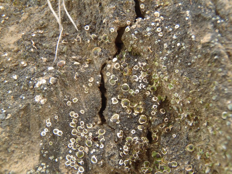 Psora vallesiaca