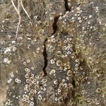 Psora vallesiaca