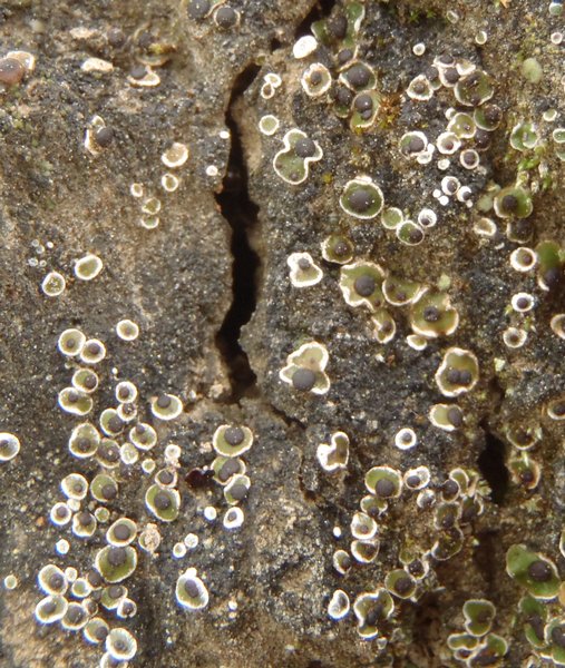 Psora vallesiaca