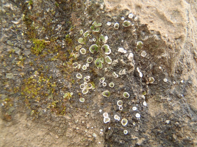 Psora vallesiaca