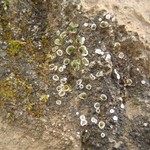 Psora vallesiaca