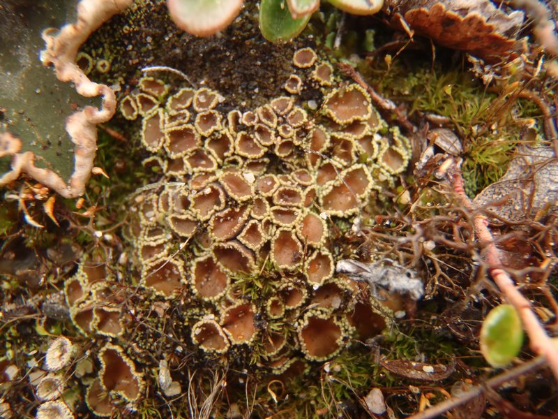 Psoroma hypnorum