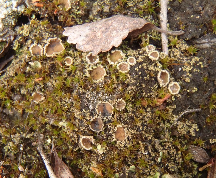 Psoroma hypnorum