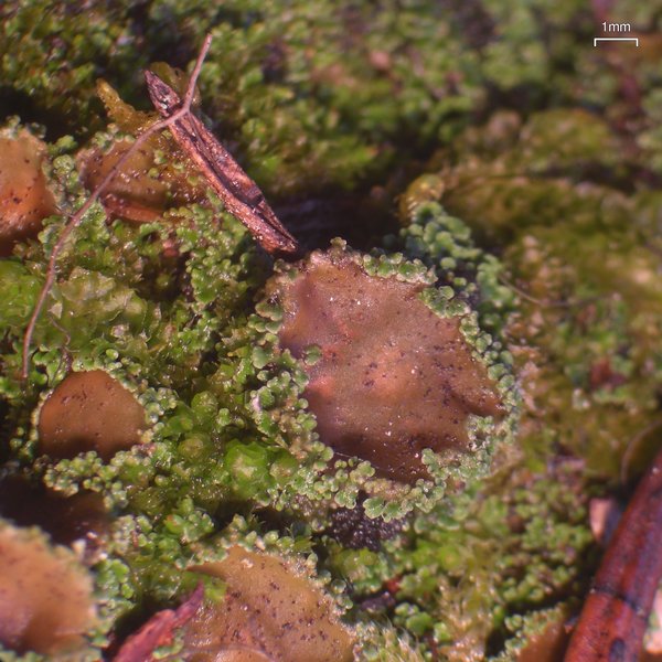 Psoroma hypnorum