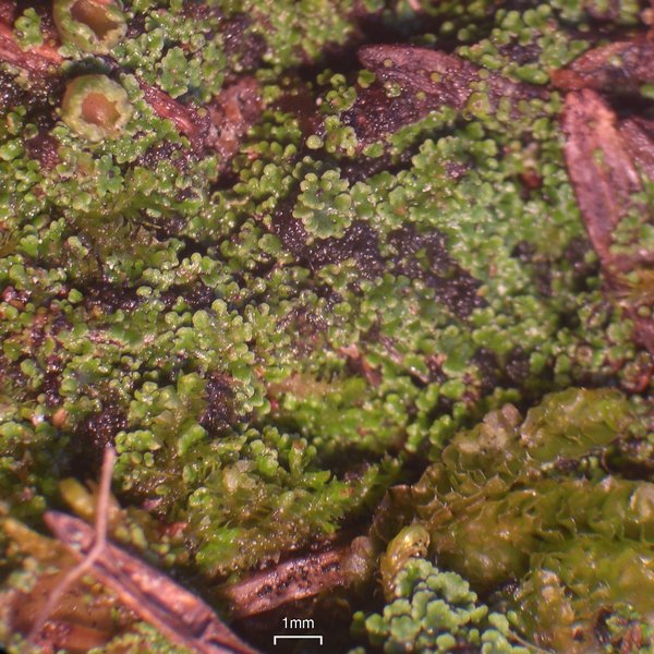 Psoroma hypnorum