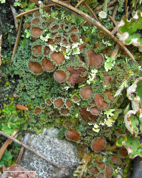 Psoroma hypnorum
