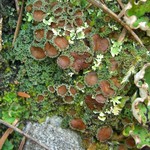 Psoroma hypnorum