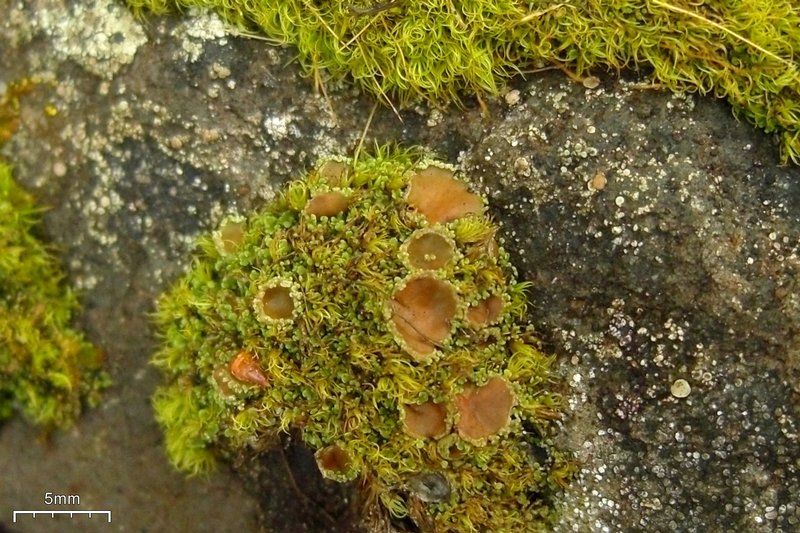 Psoroma hypnorum