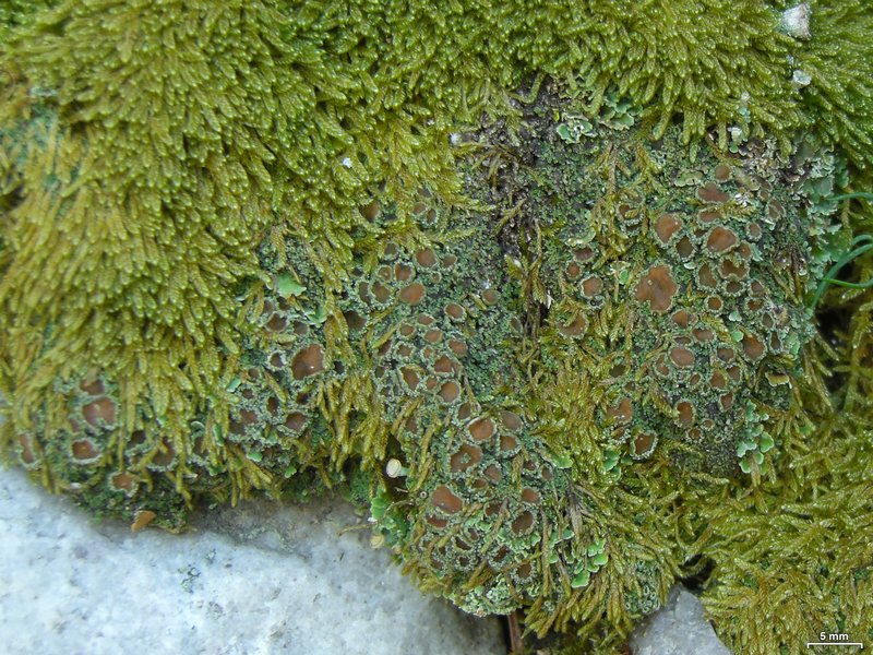 Psoroma hypnorum