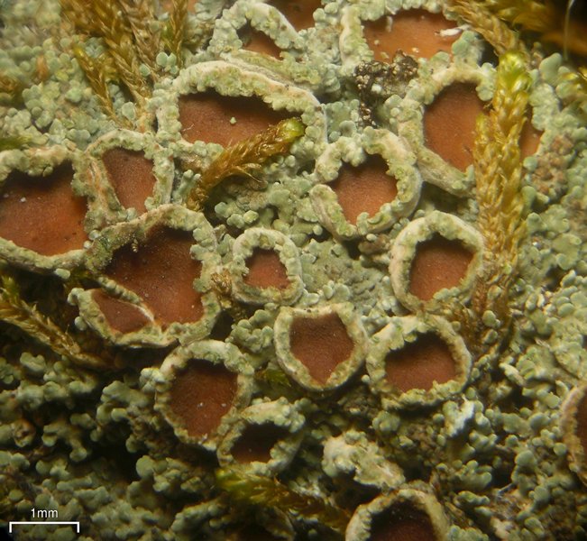 Psoroma hypnorum