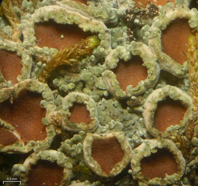 Psoroma hypnorum