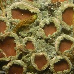 Psoroma hypnorum