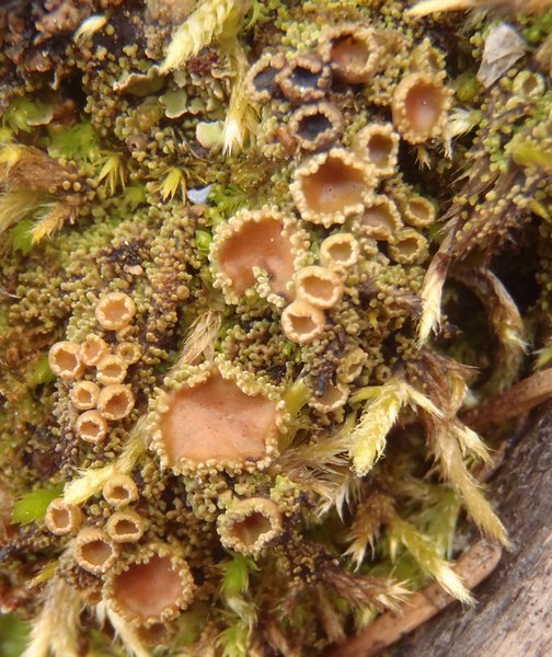 Psoroma hypnorum