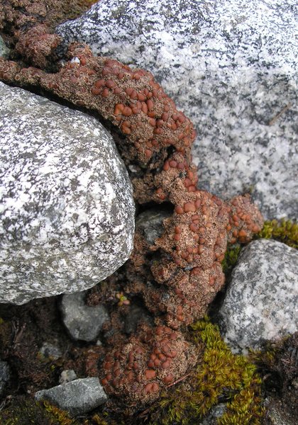 Psoroma tenue var. boreale