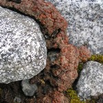 Psoroma tenue var. boreale