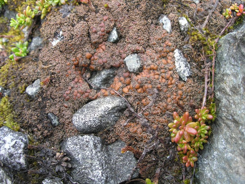 Psoroma tenue var. boreale