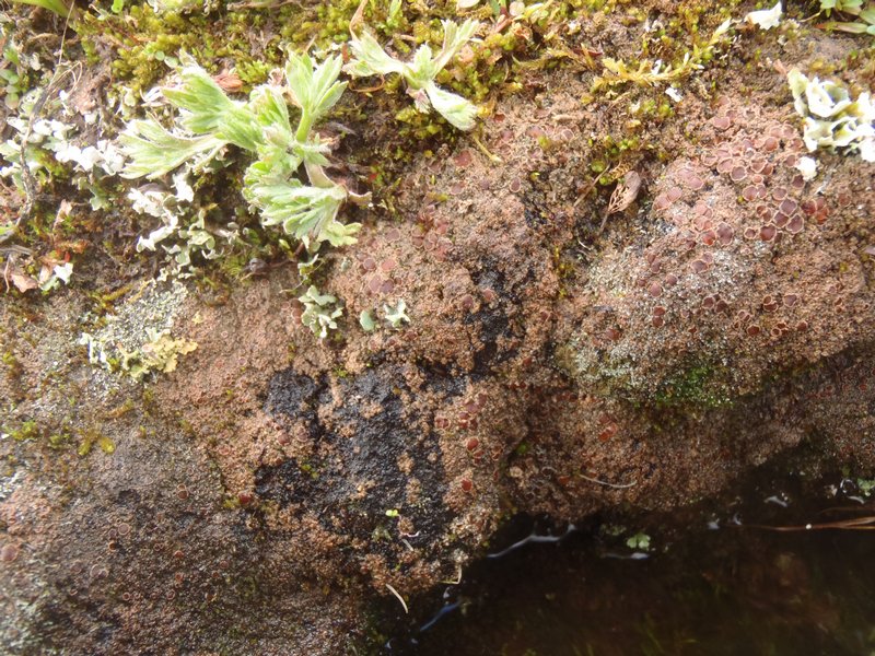 Psoroma tenue var. boreale