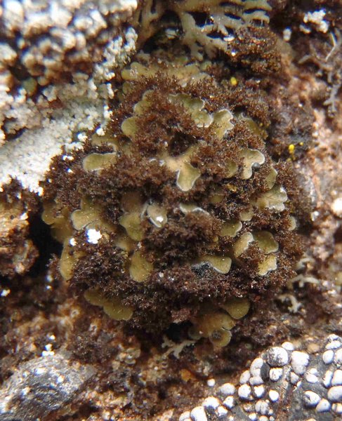 Psorula rufonigra