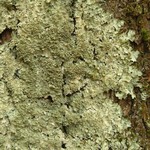 Punctelia appalachensis