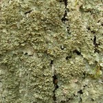 Punctelia appalachensis