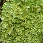 Punctelia appalachensis