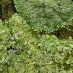 Punctelia appalachensis